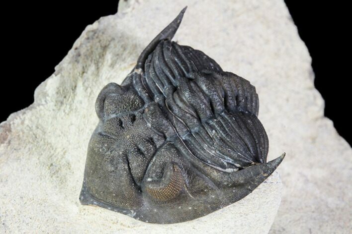 Metacanthina Trilobite - Lghaft, Morocco #106976